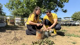 Tekirdağ'da Kadın Gıda Tekniği Arıcı Oluyor