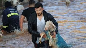 Burdur'da Asırlık Gelenek: Sudan Koyun Geçirme