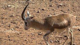 Cumali: Şanlıurfa'nın Sevimli Ceylan Maskotu