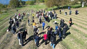 Karabük'te Safran Hasadı ve Kültürel Etkinlikler