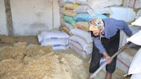 Erzincan'ın 79 Yaşındaki Çalışkan Ninesi Hayvancılığı Sürüyor