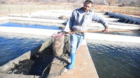 Afyonkarahisar'dan Avrupa'ya Alabalık İhracatı