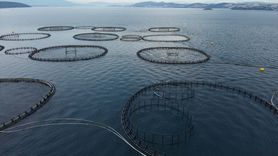 Muğla'nın Su Ürünleri İhracatı 2024'te Rekor Kırdı