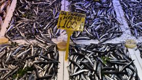 Trabzon'da Hamsi Fiyatları 100 Lira