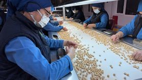 Türkiye'nin Fındık İhracatı Almanya'ya Yöneliyor