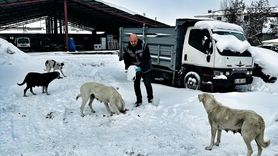 Erzincan'da Polis Ekiplerinden Sahipsiz Hayvanlara Destek