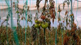 Hatay'da Zirai Don Zararları Artıyor