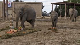 İzmir Doğal Yaşam Parkı'nda İlk Filin 14. Yaş Gün Kutlaması