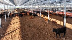 Kırmızı Et Üretiminde Yerli Üretime Destek Projesi