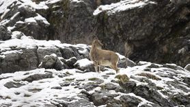 Tunceli'deki Yaban Keçileri Kar Yağışı Nedeniyle Zor Anlar Yaşıyor