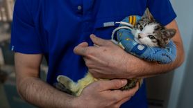 Yavru Kedi 'Mucize' Hayata Tutundu