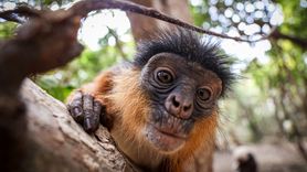 Gambiya'nın Eşsiz Bijilo Orman Parkı: Doğanın Kalbinde Bir Macera