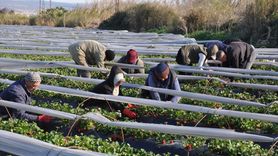 Silifke Çileği Hasadı Başladı