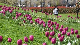 Trabzon İlkbaharda Renk Cümbüşüne Dönüştü