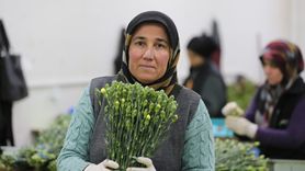 Türkiye'den 75 Milyon Dal Çiçek İhracı