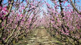 Lapseki'de Yüksek Rekolte Beklentisi