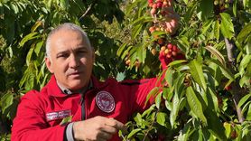 Manisa'da İlk Kiraz Hasadı Yapıldı