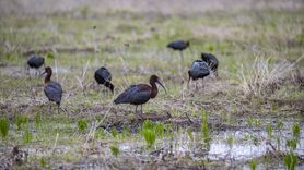 Tunceli'de Nesli Tükenmekte Olan Çeltikçi Kuşları Görüntülendi