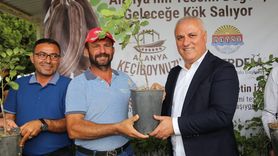 Alanya Keçiboynuzu Coğrafi İşaretle Tescillendi