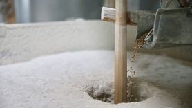 Ata Tohumu ile Yetiştirilen Buğdaylar Mustafakemalpaşa'da Değirmenle Buluşuyor