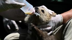 Gaziantep Doğal Yaşam Parkı'nda Yeni Misafir: Boncuk