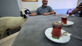 Kurbanlık Koçla Arkadaş Olma Hikayesi