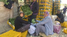 Manisa'da Asma Yaprağı İle Ek Gelir Fırsatları