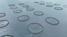 Ordu'nun Türk Somonu Ekonomiye 1 Milyar Lira Katkı Sağlayacak