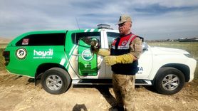Şanlıurfa'da Yaralı Kızıl Şahin Kurtarıldı