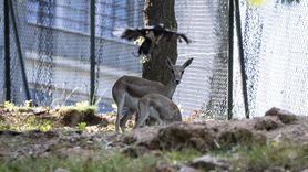 Altınköy Açık Hava Müzesi'nde Üç Yeni Ceylan Yavrusu Doğdu