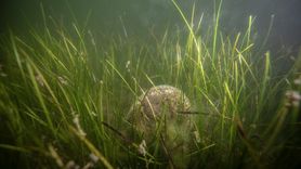 Borusan Holding'in Müsilaj Farkındalık Etkinliği