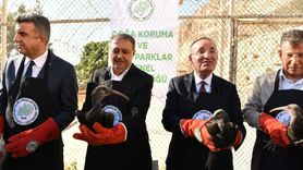 Şanlıurfa'da 45 Kelaynak Doğaya Salındı