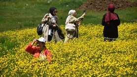 Sarıçiçek Köyü'nde Doğanın Renkleri