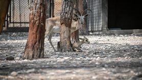 Tarsus Doğa Parkı'nda Yeni Yavru Heyecanı