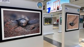 Akdeniz'deki Tehlike Altındaki Türlere Dikkat Çeken Sergi Antalya'da Açıldı