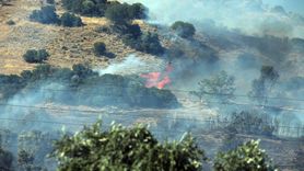 Aydın'daki Zeytinlik Yangını: Gözaltındaki Baba ve Oğlu Serbest Bırakıldı