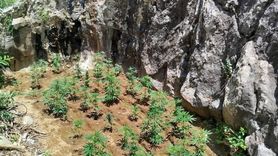 Bingöl'de Uyuşturucu Operasyonu: 843 Kök Hint Keneviri Ele Geçirildi