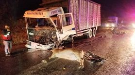 Bolu'da Yolda Geyiğin Neden Olduğu Kazada 1 Kişi Öldü, 1 Kişi Yaralandı