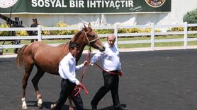 Bursa'da Arap Tayları Satışı