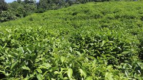 ÇAYKUR'dan Üreticilere Uyarı: Aşırı Çay Hasadı Yapmayın