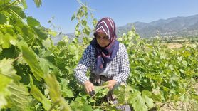 Erbaa Narince Bağ Yaprağında Rekor Beklenti