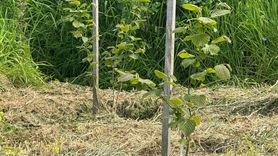 Giresun'da Yeni Fındık Çeşitleri Geliştirme Projesi