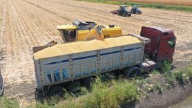 Hatay'da Mısır Hasadı Başladı