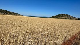 Isparta'da Hububat Hasadı Başladı