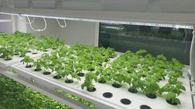 İstanbul'da Yerli Biber Fideleri Üretiliyor