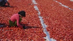 İzmir'de Kuru Domates Hasadı Açık Havada Başladı