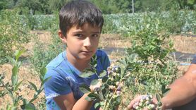 İzmir'de Maviyemiş Hasadı Başladı
