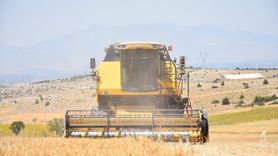 Karaman'da Yerli Tohumlu Buğday Hasadı Tamamlandı