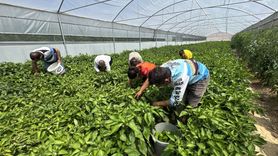 Keban Biberi: Elazığ'ın Tescilli Lezzeti Seralarda Yetiştiriliyor