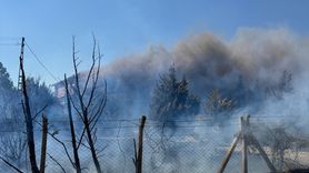Kırklareli'nde Yangın Alarmı: Anız Yangını Ormana Sıçradı